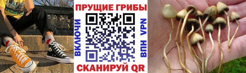 где купить   Тында  Псилоцибиновые грибы Cubensis 
